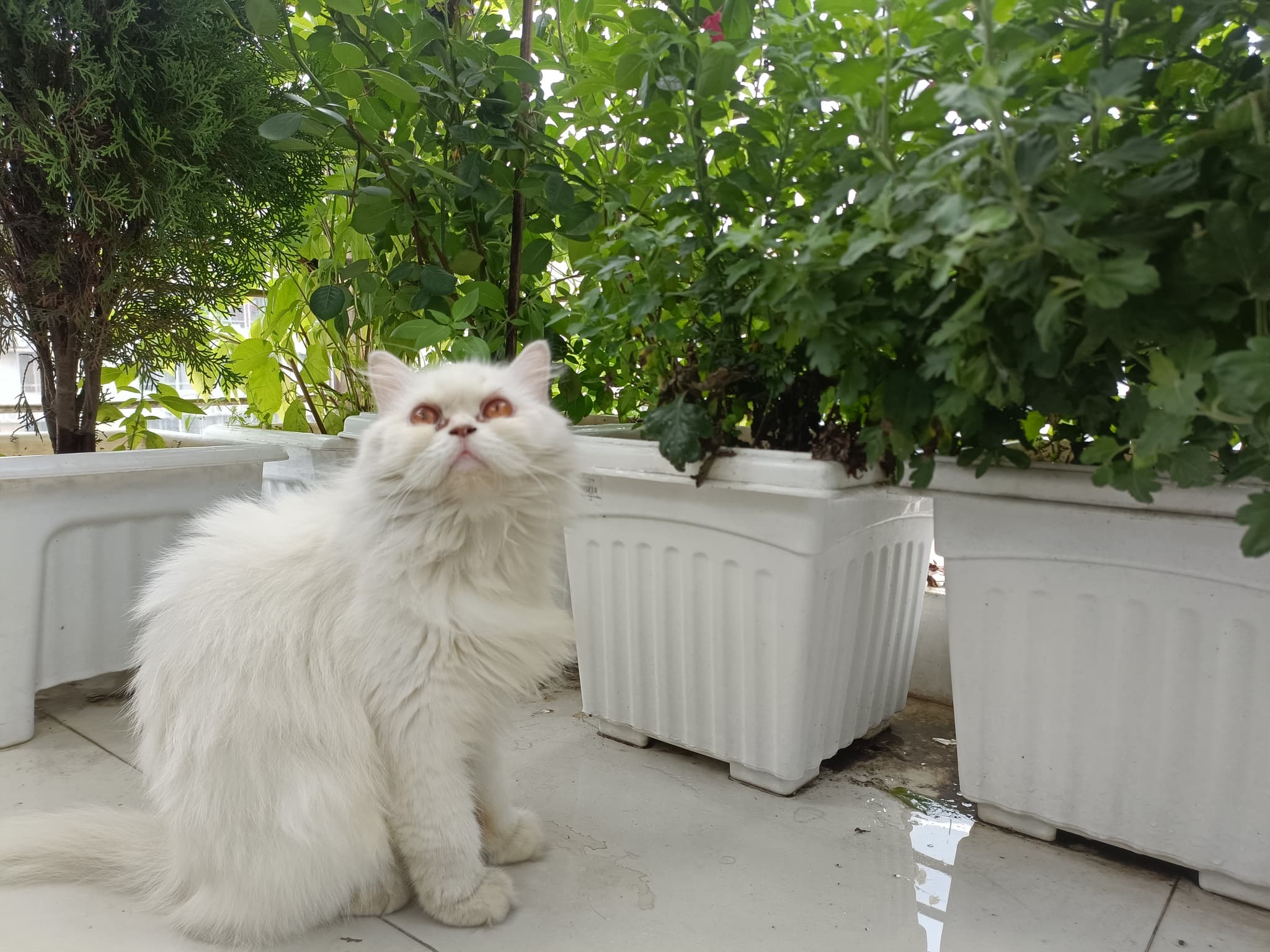 My beautiful kitty